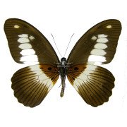 PAPILIO ZENOBIA